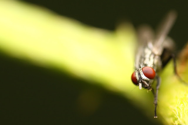 Fly 5