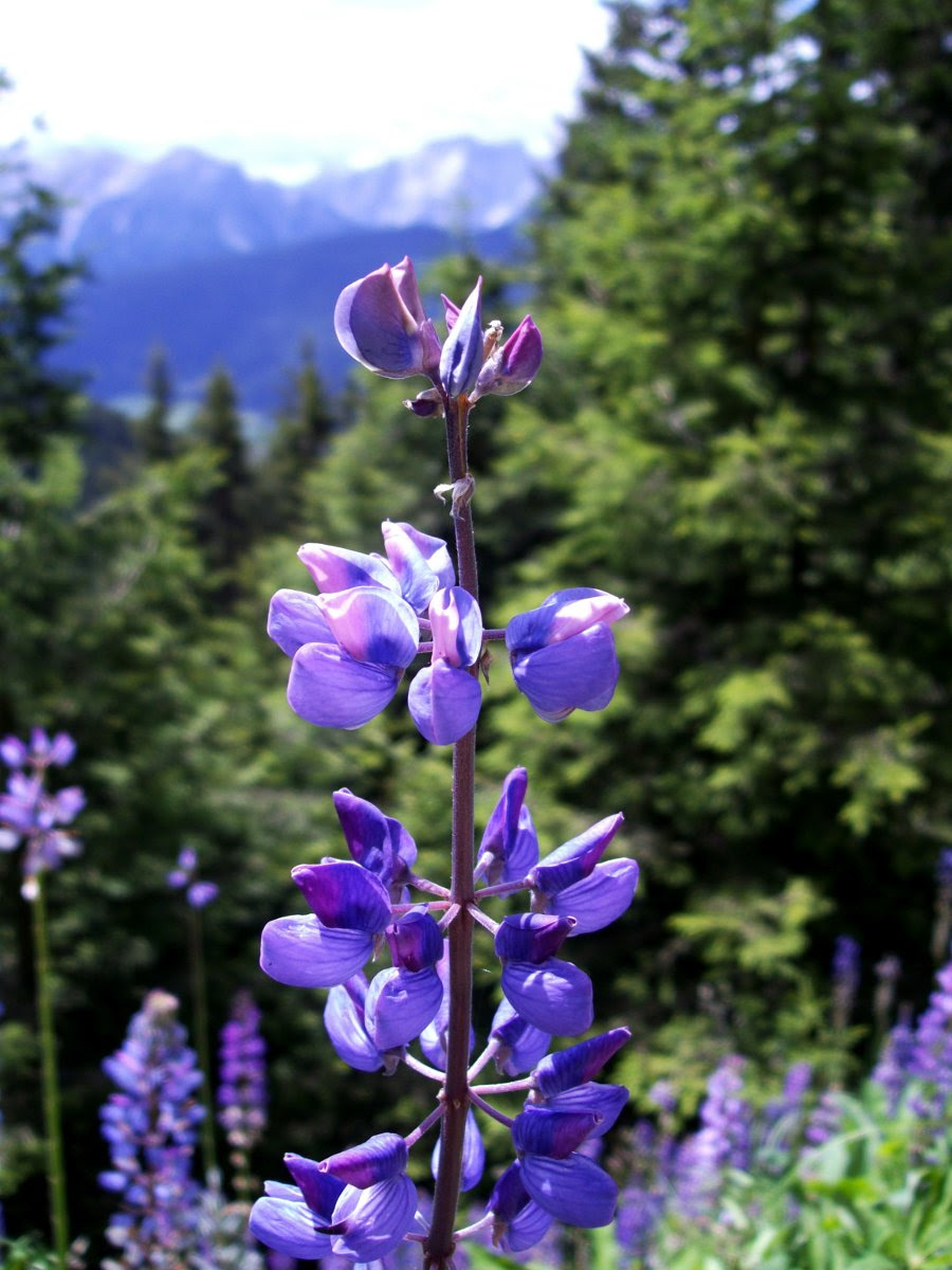 Fiori di Montagna by Rusti | JuzaPhoto