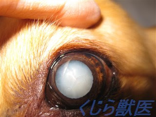 白内障とは違う 核硬化症とは 府中市くじら動物病院 院長ブログ