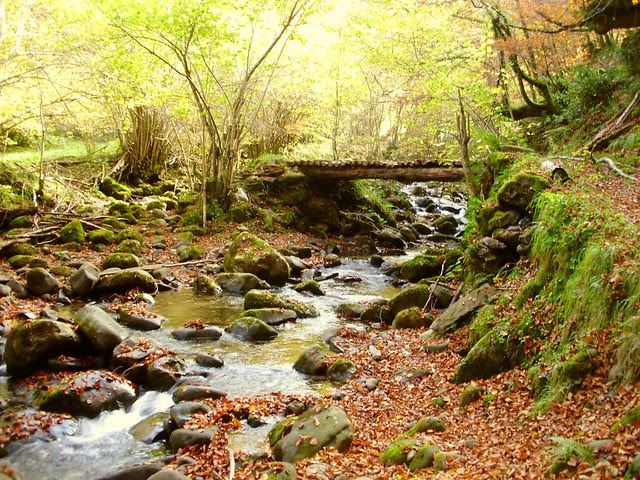 Bosque de Lindes 017