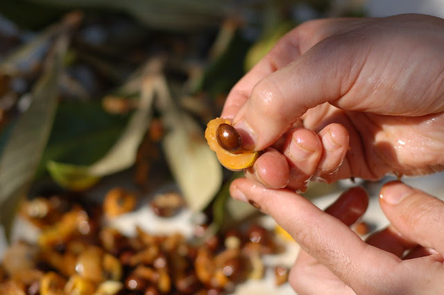 Loquat seed