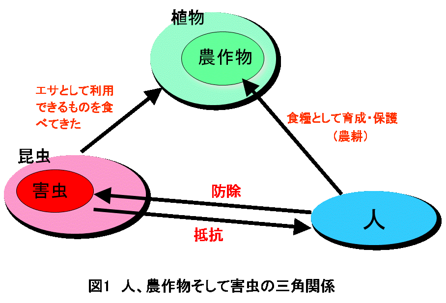私の試験研究 農業技術センター病害虫部 主席研究員 八瀬 順也