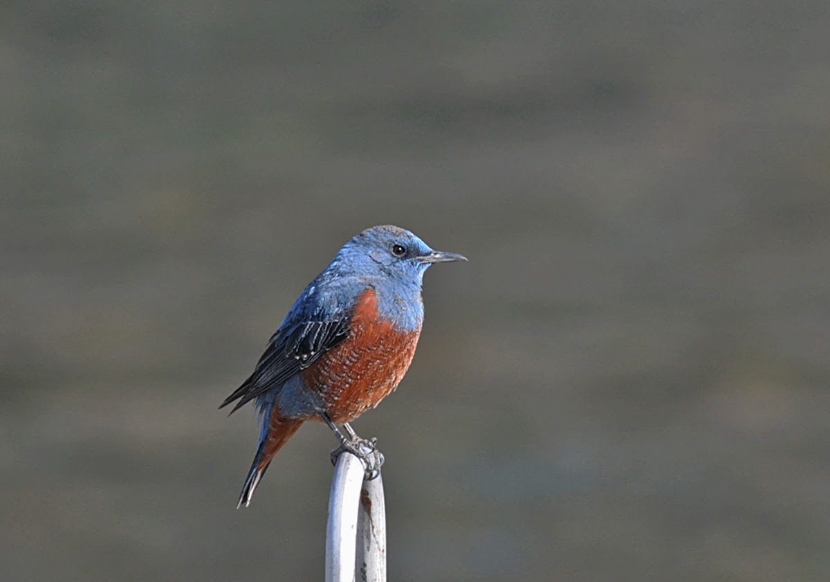 やまなしの野鳥たち イソヒヨドリ