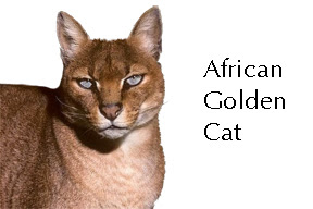 African golden cat