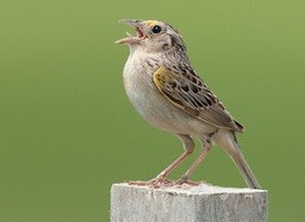 Grasshopper Sparrow Photo