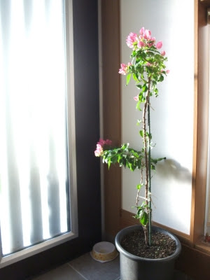 ブーゲンビリアの冬越し 天網恢恢疎にして漏らさず