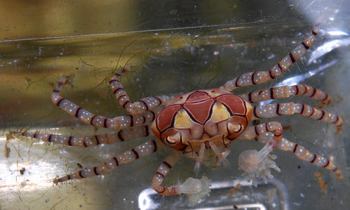 pom pom crab