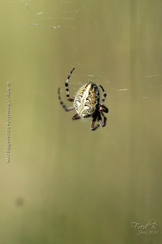 Aculepeira ceropagia