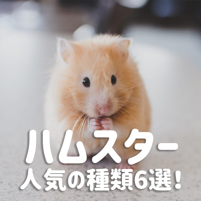ハムスターの人気の種類6選 性格や値段 飼い方は