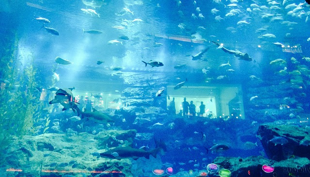 海水魚水槽 立ち上げ 難しい1週間 海水魚の種類と釣り方