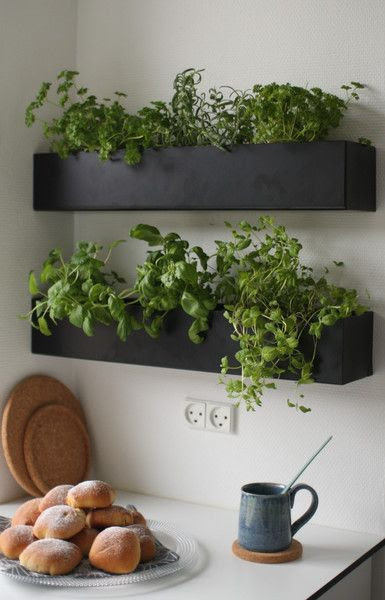 نتيجة بحث الصور عن ‪plants in your kitchen‬‏