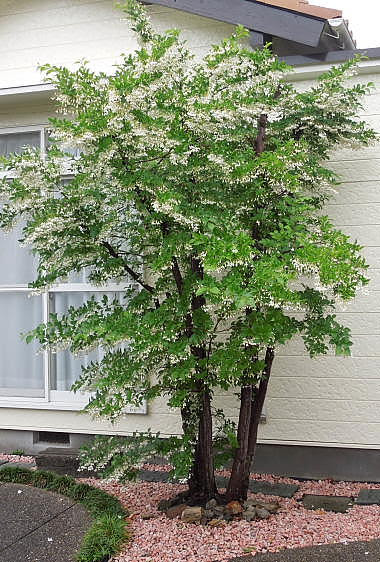 エゴの木の花と熊蜂 美しい風景を求めて