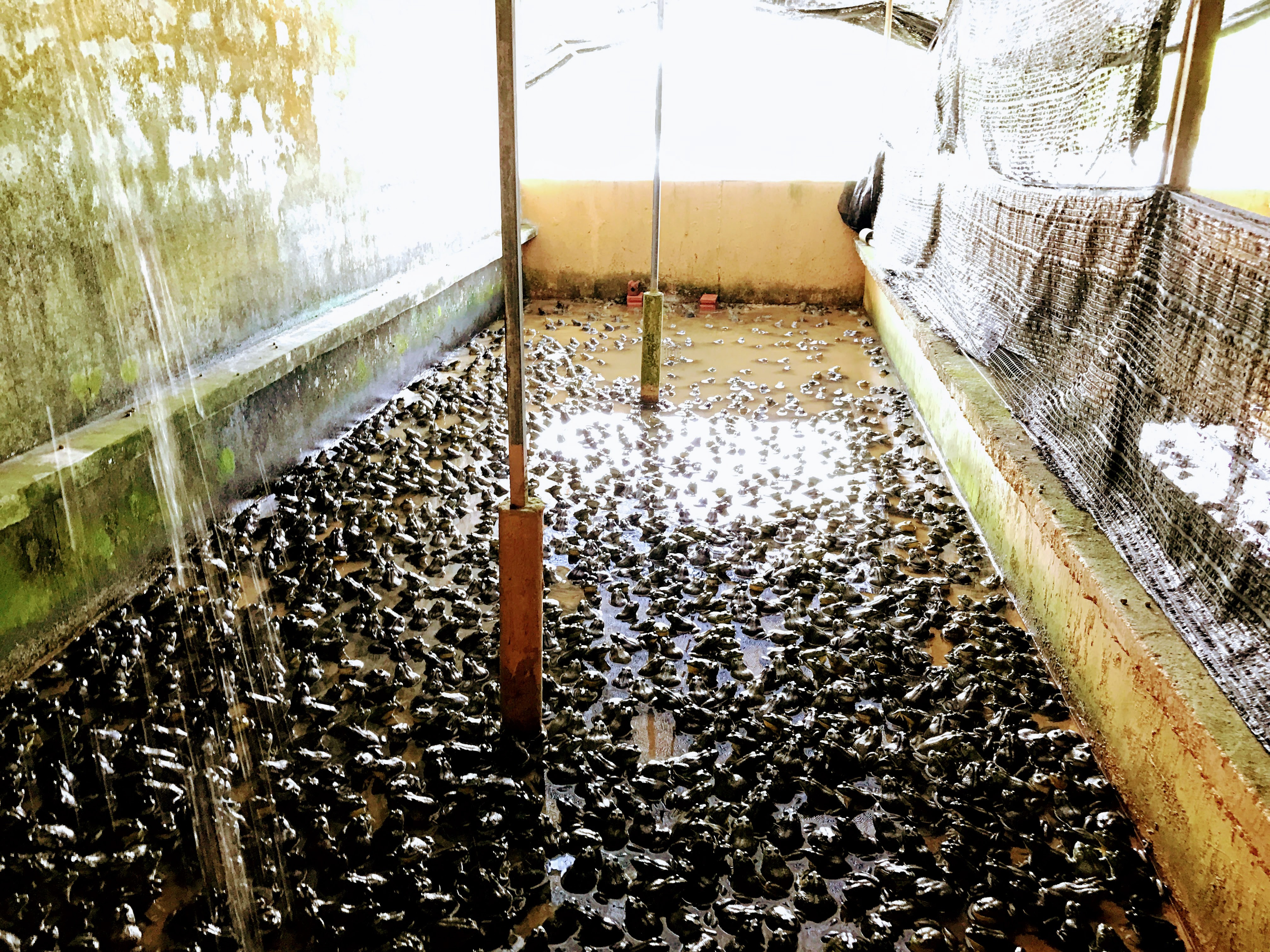 シンガポールの カエル牧場 で味わう新鮮なカエル料理 Jurong Frog Farm