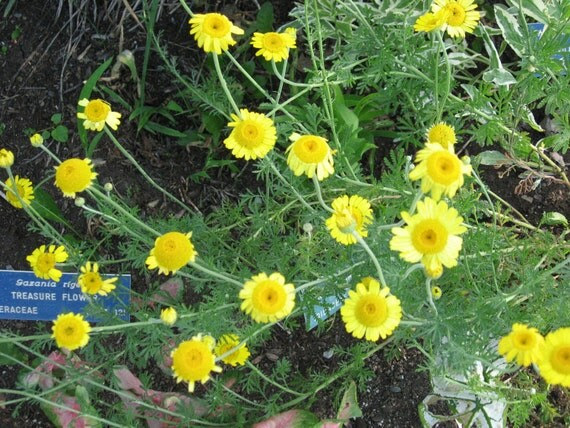 Margarite, Dyer's chamomile, 150 seeds, perennial, sunny yellow