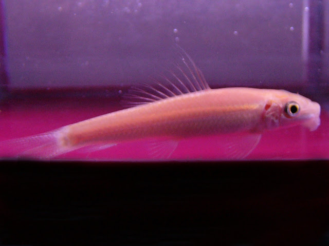 お掃除屋さん 生物を活用しよう 熱帯魚 アクアリウム情報マガジン