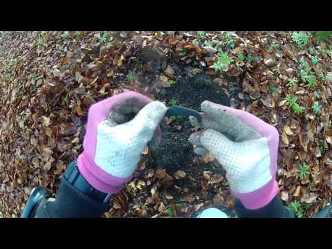 Hunt 4 : Coins on the castle road and a Nazi pfenning (Video and Photos)