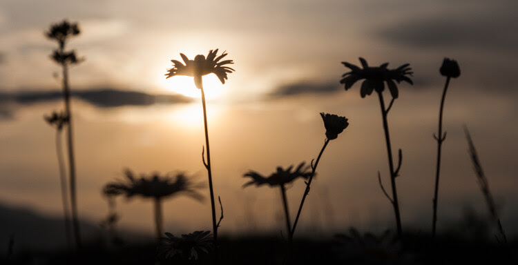 6 backlit flowers 8935