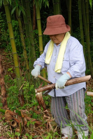 山の恵み 食 山の恵み 第１回 タケノコ採りと下ごしらえ