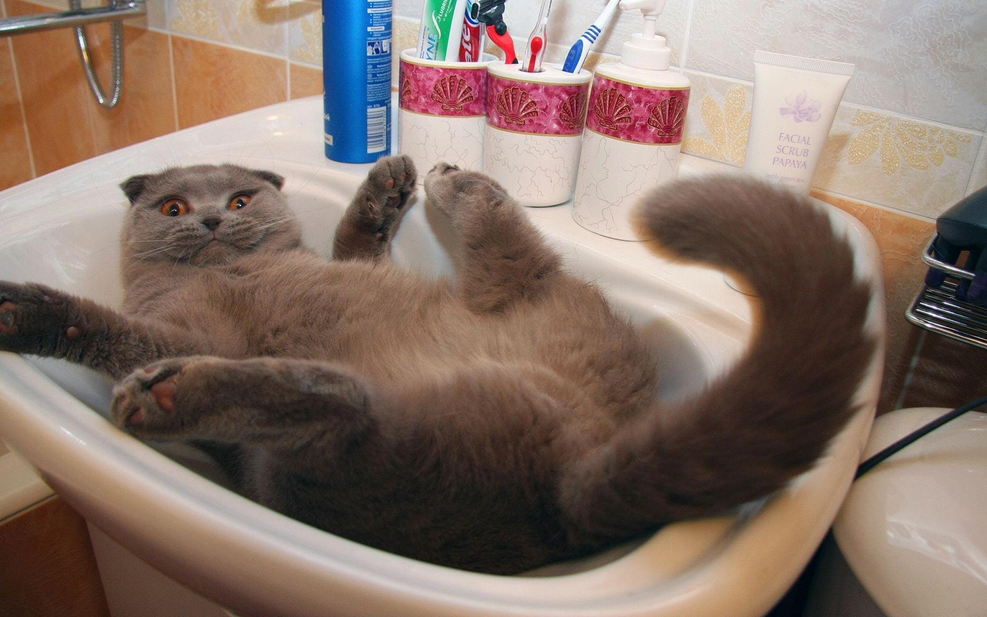 FunnyCatwallpaperDesktop1  Animals Planent. FunnyCatwallpaperDesktop1  Animals Planent.