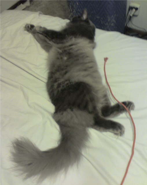 LeoCelestial