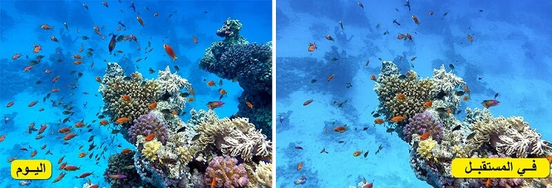 الحد المرجاني العظيم 