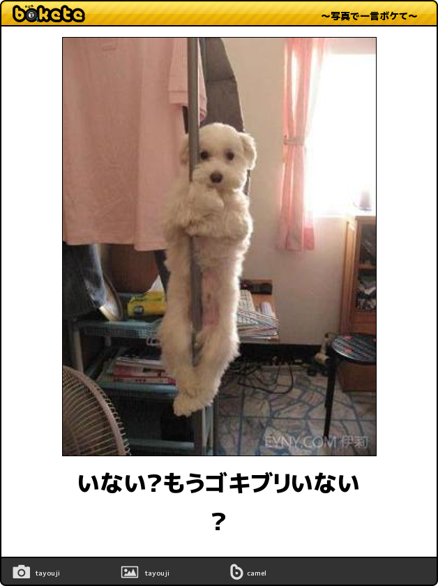 閲覧注意 即 笑える 犬まとめbokete 笑いたい人は必見 犬の総合情報サイト ペットスマイルニュースforワンちゃん