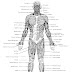 Raps About Human A And P Muscle - Here we explain the major skeletal muscles, muscle structure, fibre types there are three types of muscle found in the human body: