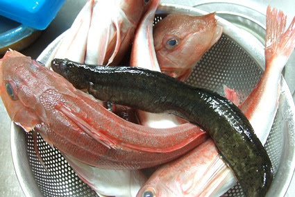 魚類界のサムライ カナガシラを食べてみた ぴんちょす