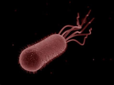 escherichia coli alkalescens dispar group diffusely