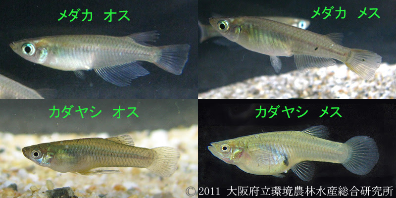 メダカとカダヤシ 大阪府立環境農林水産総合研究所