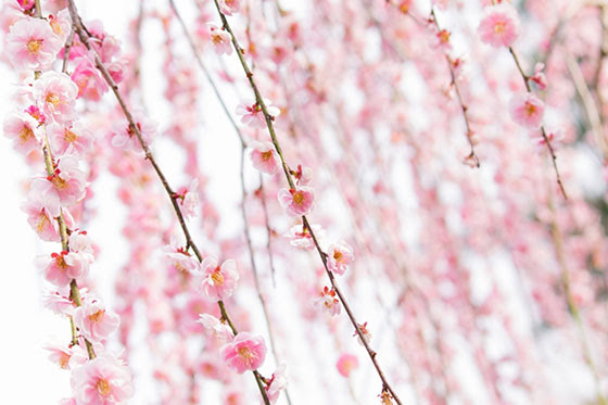 無料素材 可愛いピンク色のウメの花を撮影した写真素材 春らしい雰囲気が綺麗