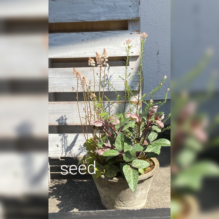 クリスマスローズ リビダスの寄せ植え Seed はなのある暮らしをお手伝いします
