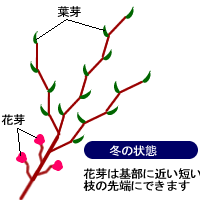 カリンの育て方 ヤサシイエンゲイ