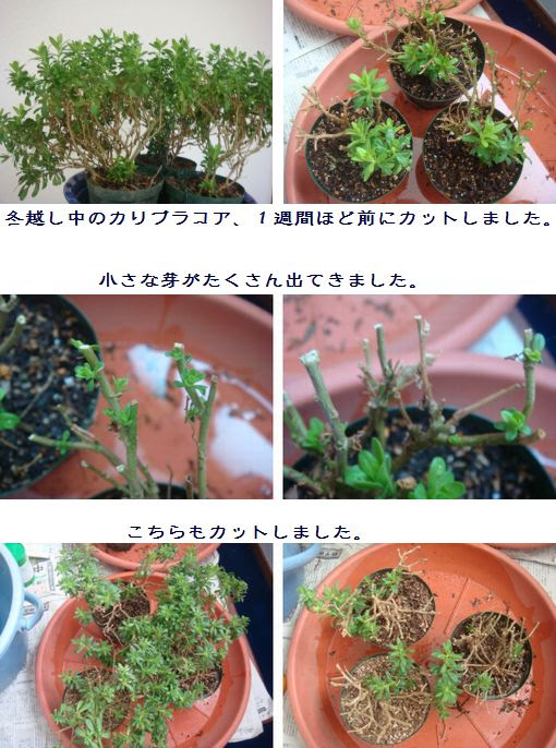 カリブラコアの冬越し 小さな花宇宙 そして それから 老いふたりの小宇宙 楽天ブログ