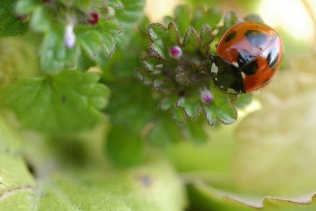 ナスの害虫