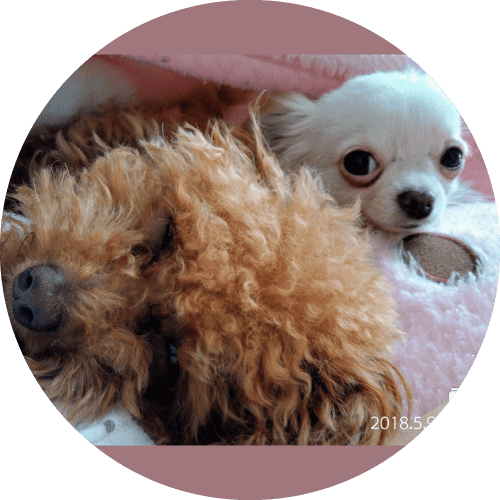 Angel Puppy Kennel 三重県伊勢市の小型犬専門ブリーダー