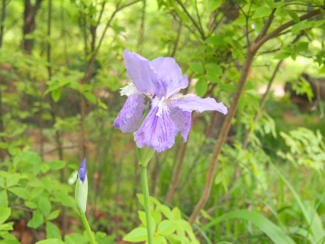 紫色の花図鑑