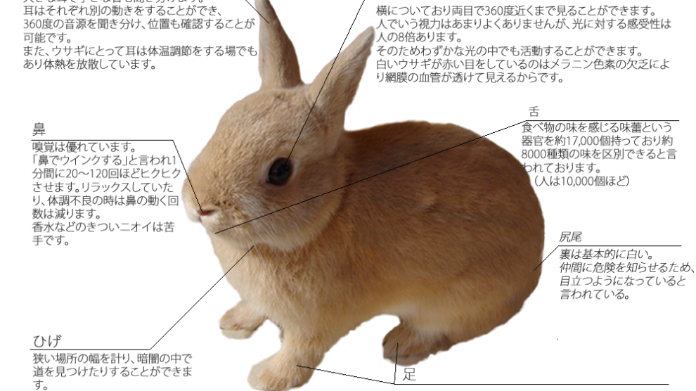 特徴 ウサギのハート