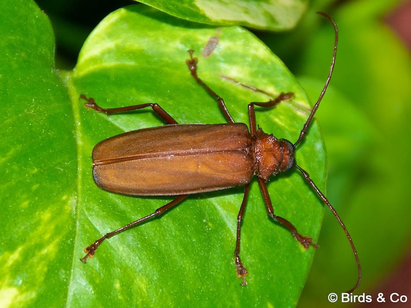 Les Insectes de Martinique
