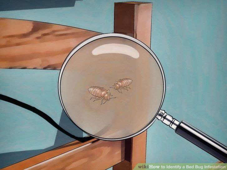 Identify a Bed Bug Infestation Step 4 Version 3.jpg