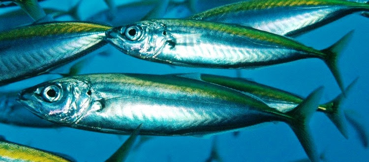 Nama dan Jenis Ikan  Laut  yang ada di  Kepulauan Seribu