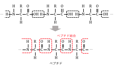 アミノ酸の性質 検出反応まとめ 高校化学 受験メモ