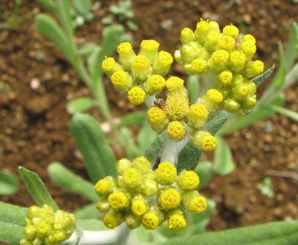 ハハコグサ 母子草 素人が作る 野草 雑草 花の図鑑