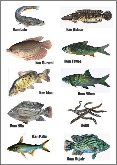 sebutkan jenis jenis ikan air tawar  air laut brainlycoid