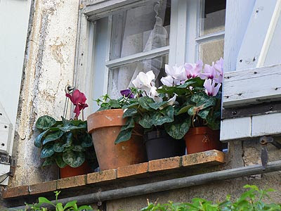 cyclamens.jpg