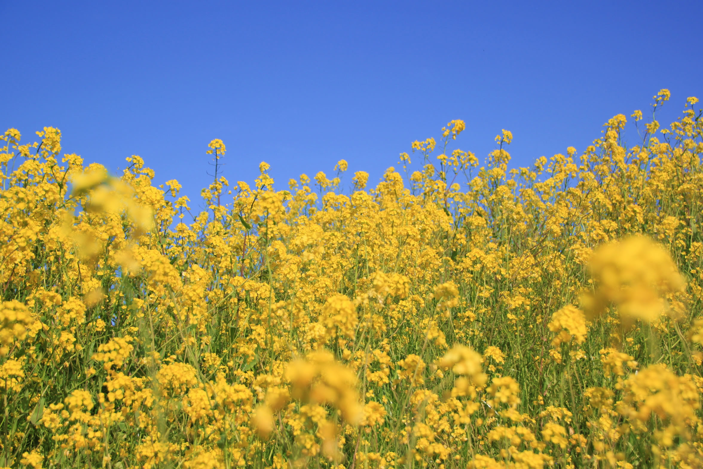 かわいいフランス語 かわいいフランス語