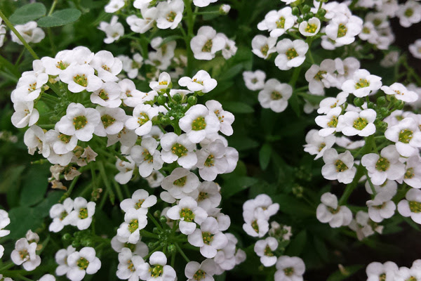 植木鉢で咲かせたい 冬の花選 色どり豊かな草花たち 植木鉢ナビ