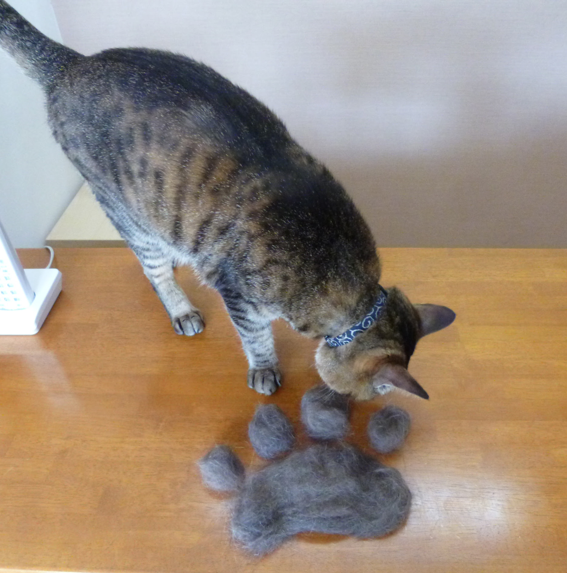 猫の換毛期 ペットセレモ 星結の丘