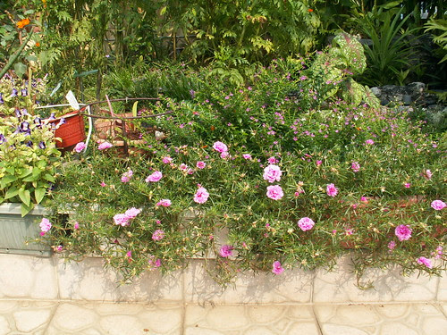 Good Morning Yesterday Nine O Clock Flower