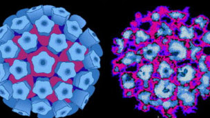 Virus del papiloma humano (VPH)